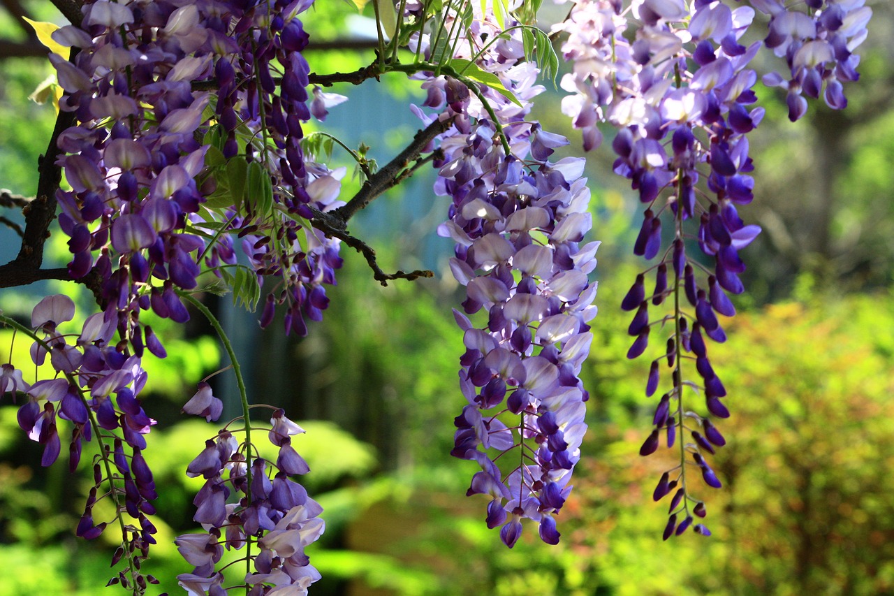 Image - wisteria string summer swaying