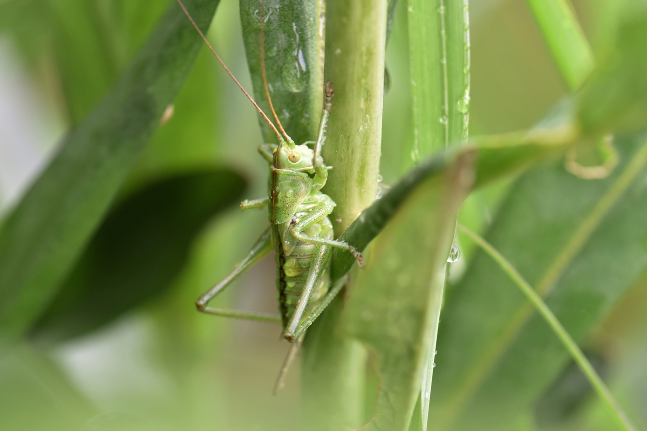 Image - grasshopper leaf green nature