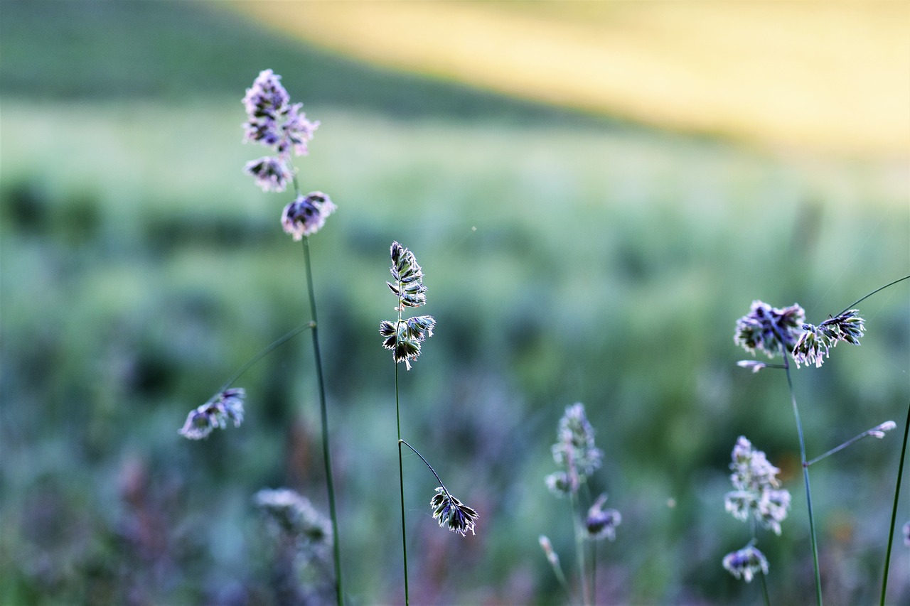 Image - grass meadow field green sunrise