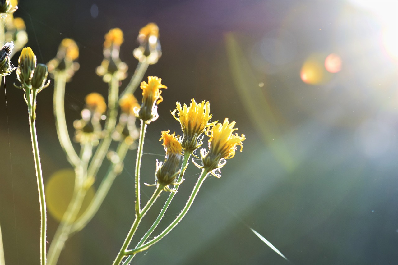 Image - grass meadow field green sunrise
