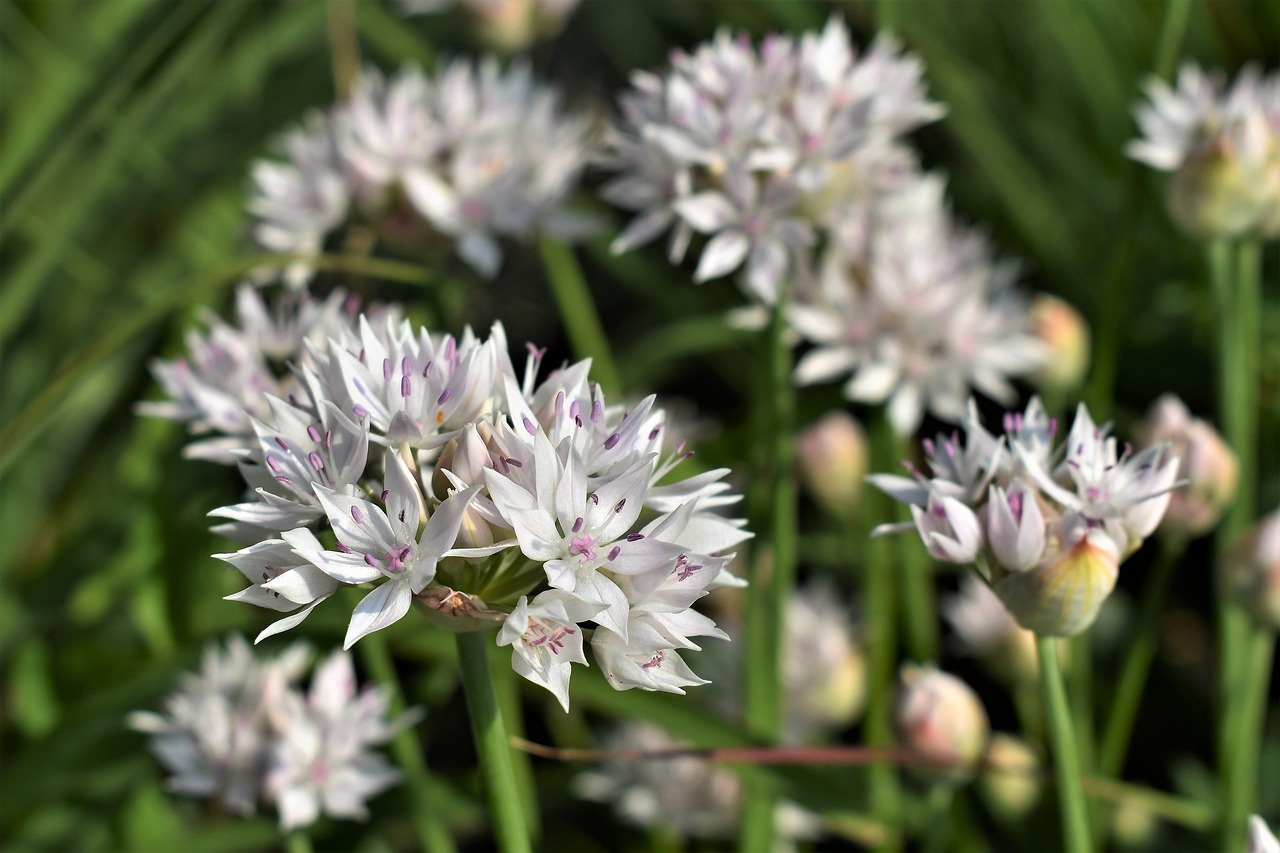 Image - ornamental onion white blossom