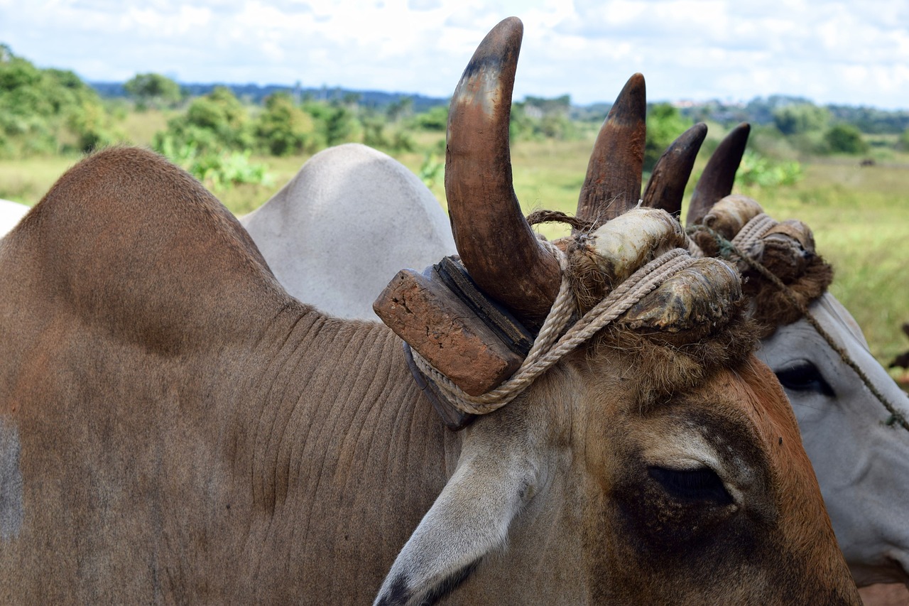 Image - cuba cow farming