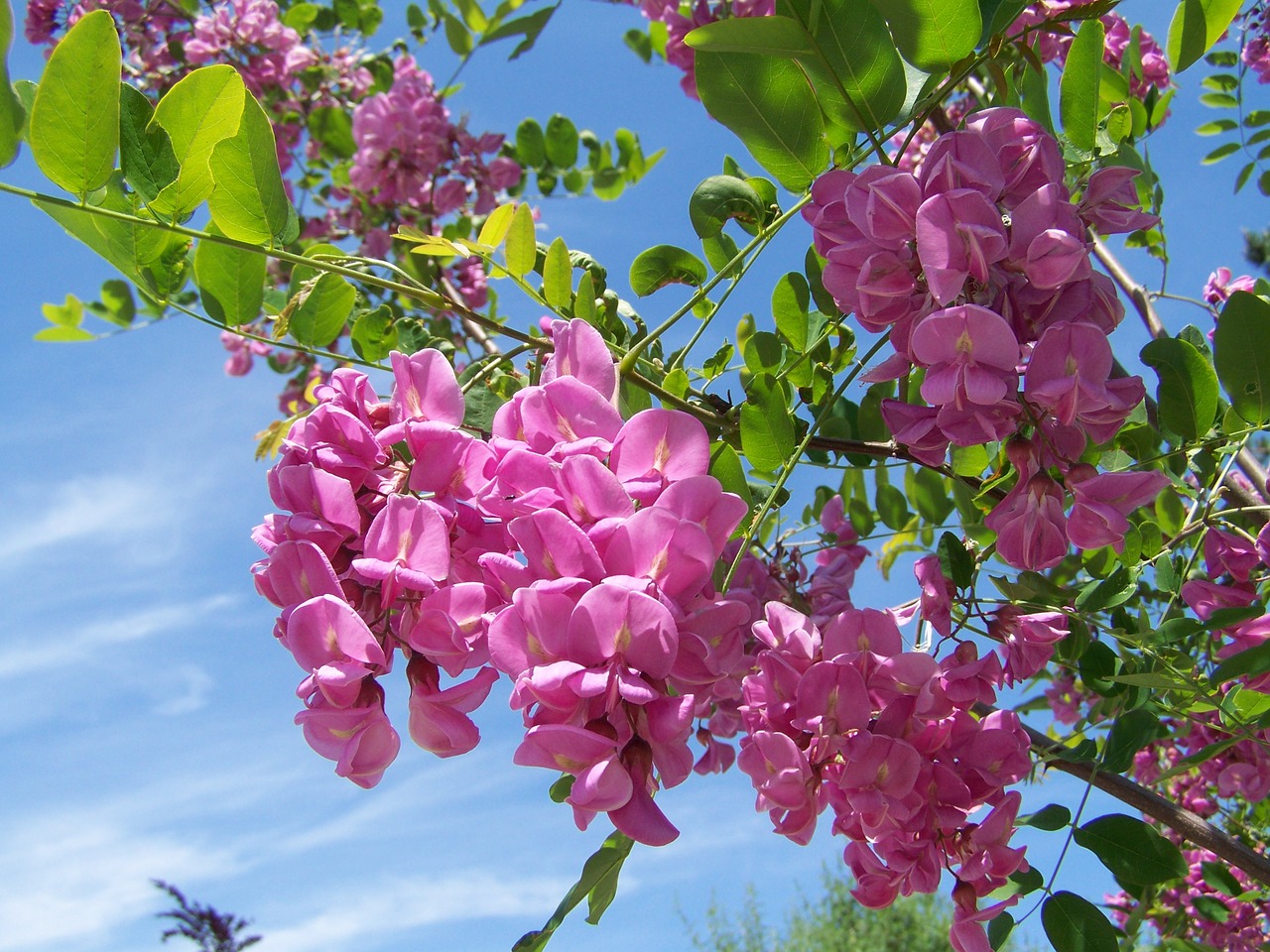 Image - acacia pink flowered spring