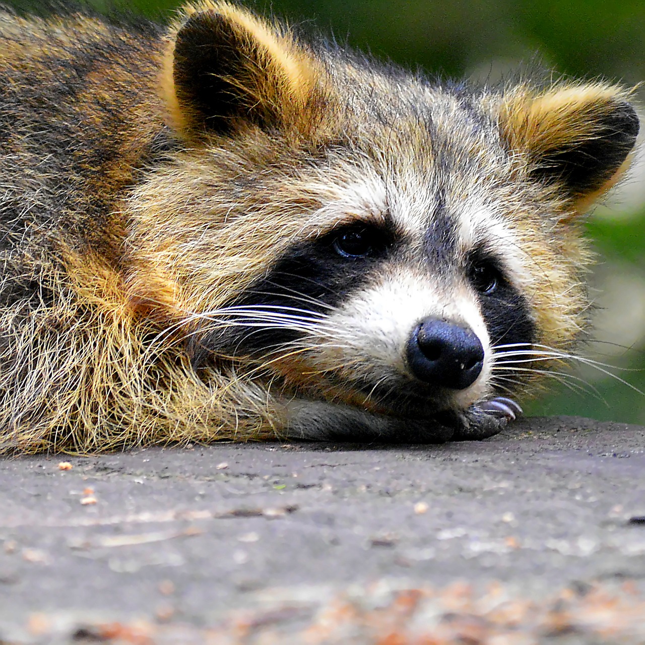 Image - raccoon face sweet animal world