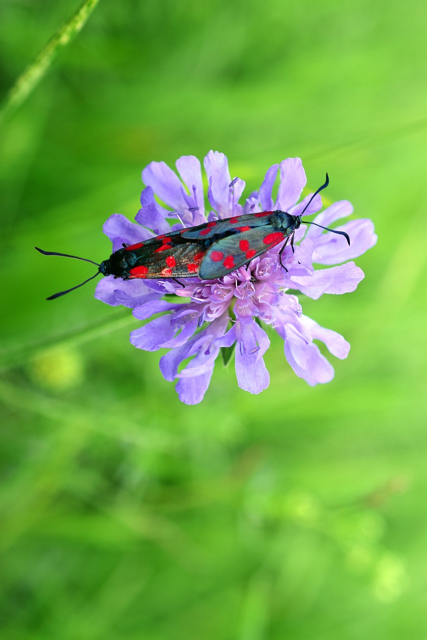 Image - widow flower six stain burnet