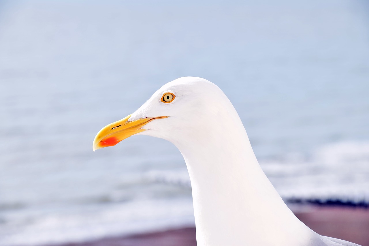 Image - silbermöwe beach animals water bird