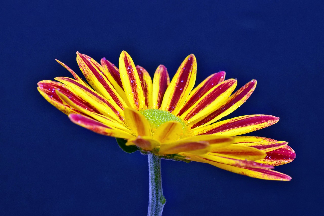 Image - margarite colorful summer flower