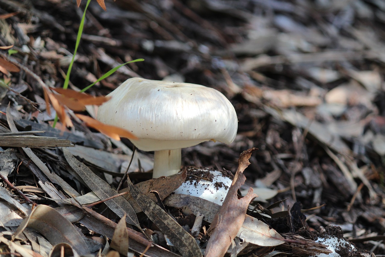 Image - mushroom falls hiking