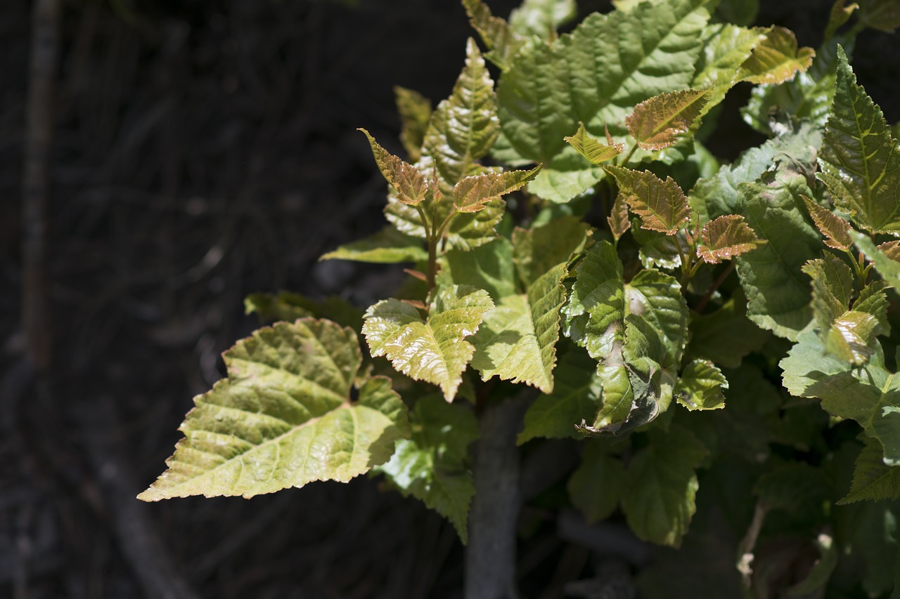 Image - plant trees sapling bud leaves