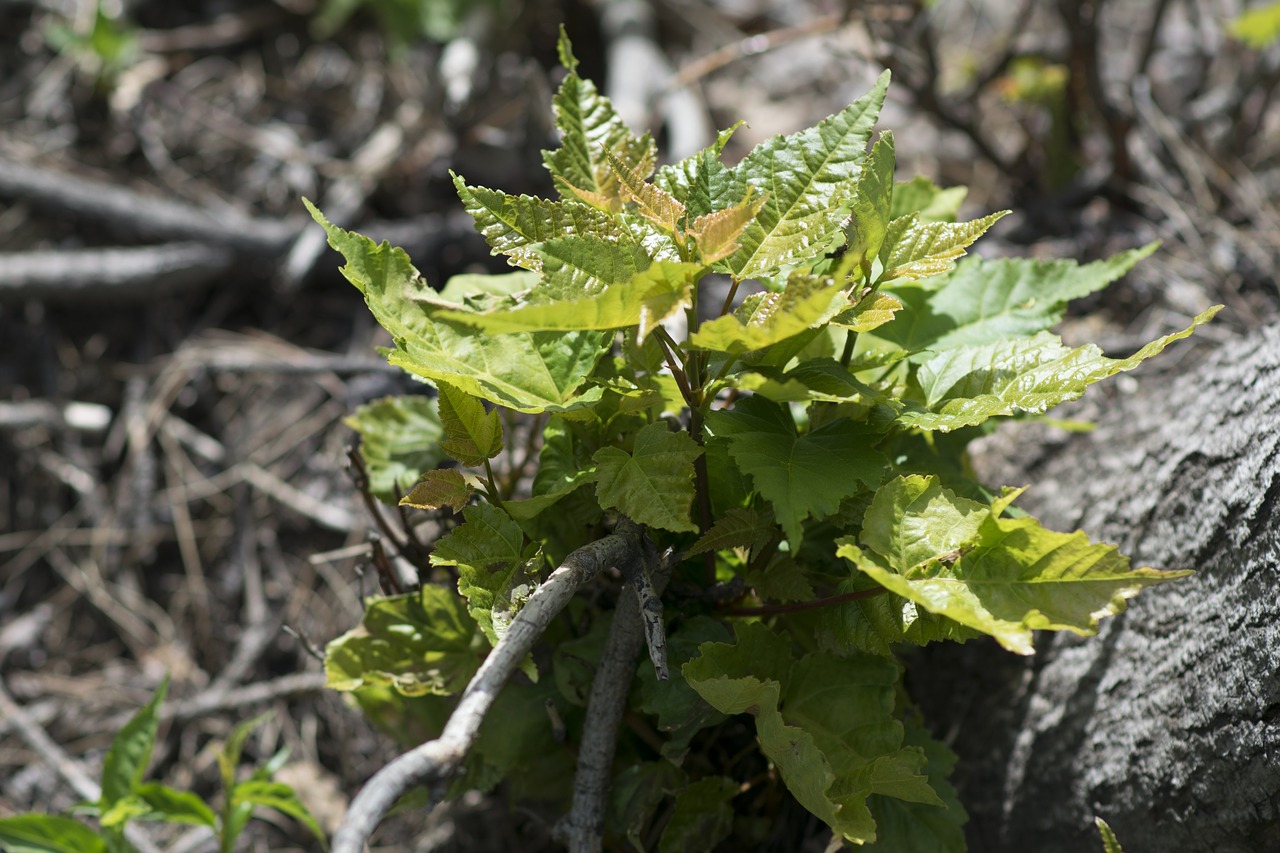 Image - plant trees sapling bud leaves