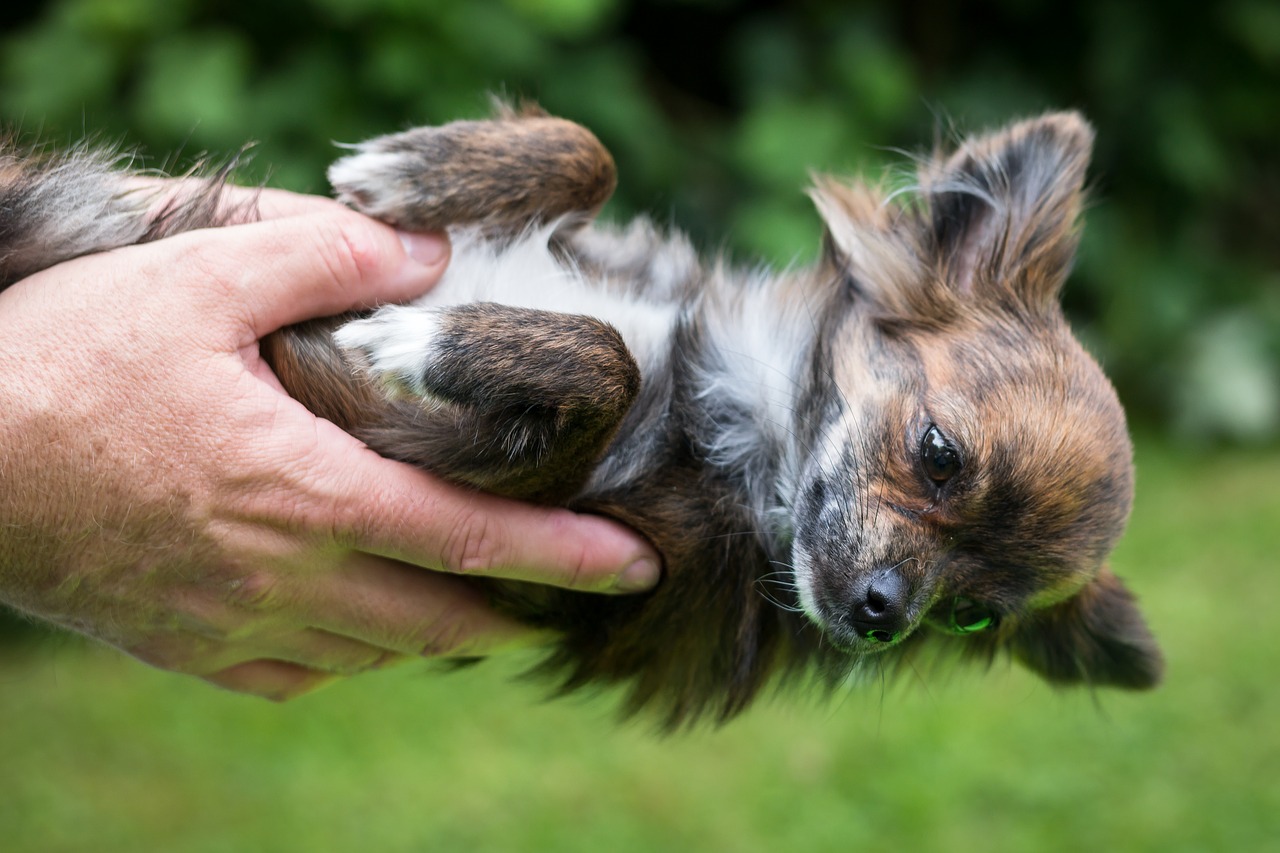 Image - chihuahua dog trust devotion puppy