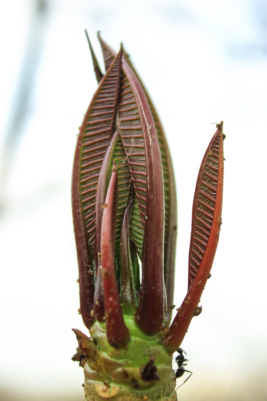 Image - bud flower insect plant blossom