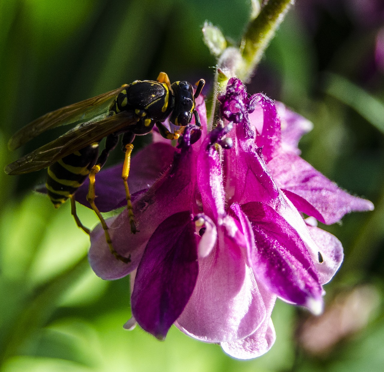 Image - macro bee flower green