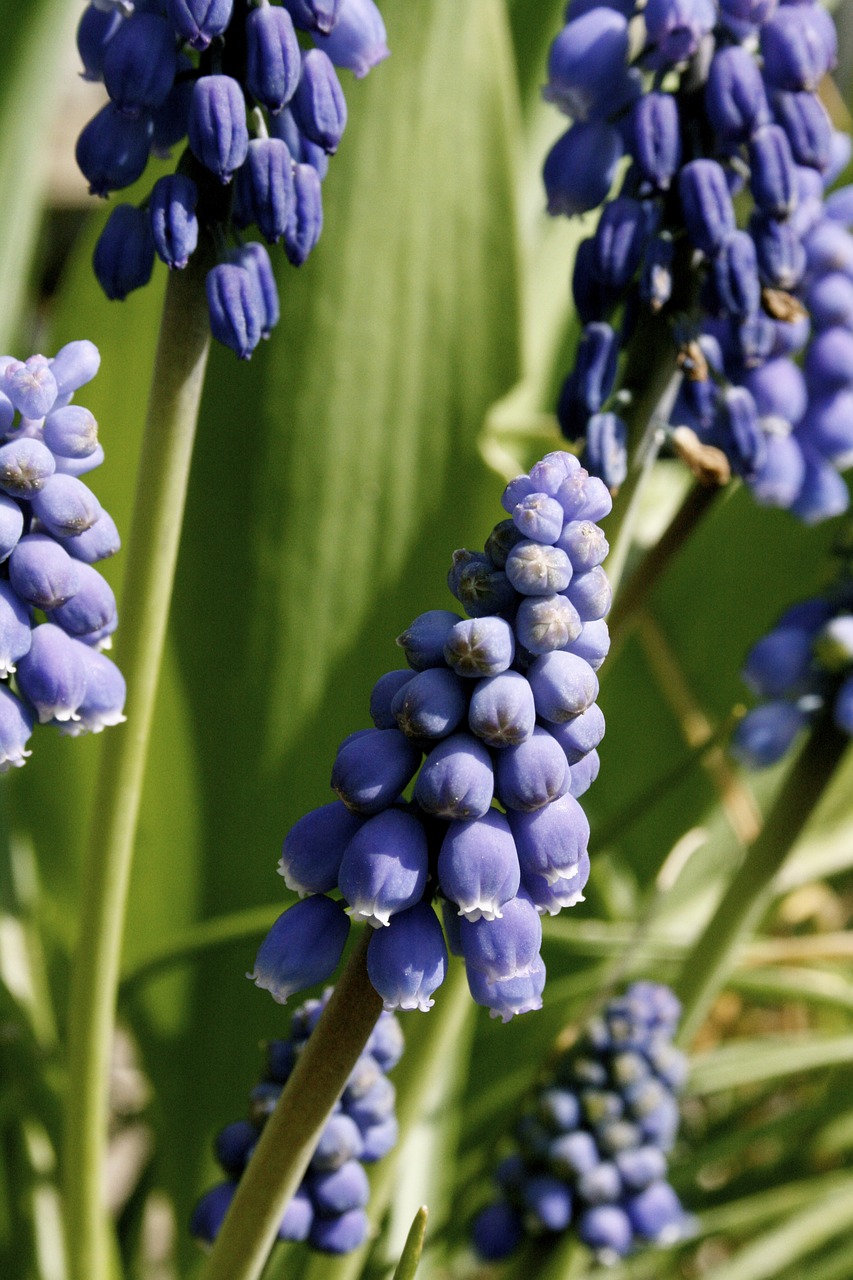 Image - blue grape spring bulbs