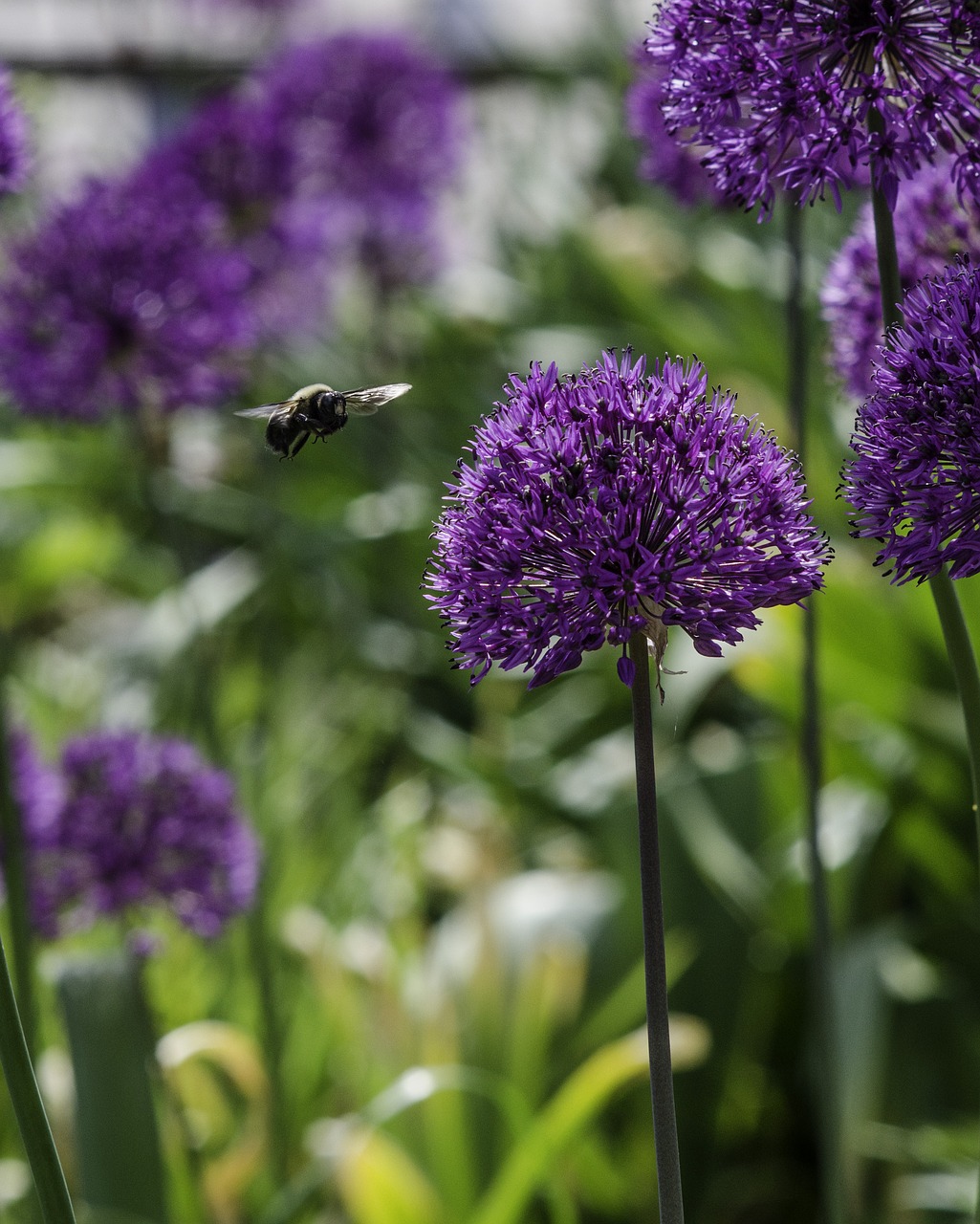 Image - flying bee honey bee insect nature