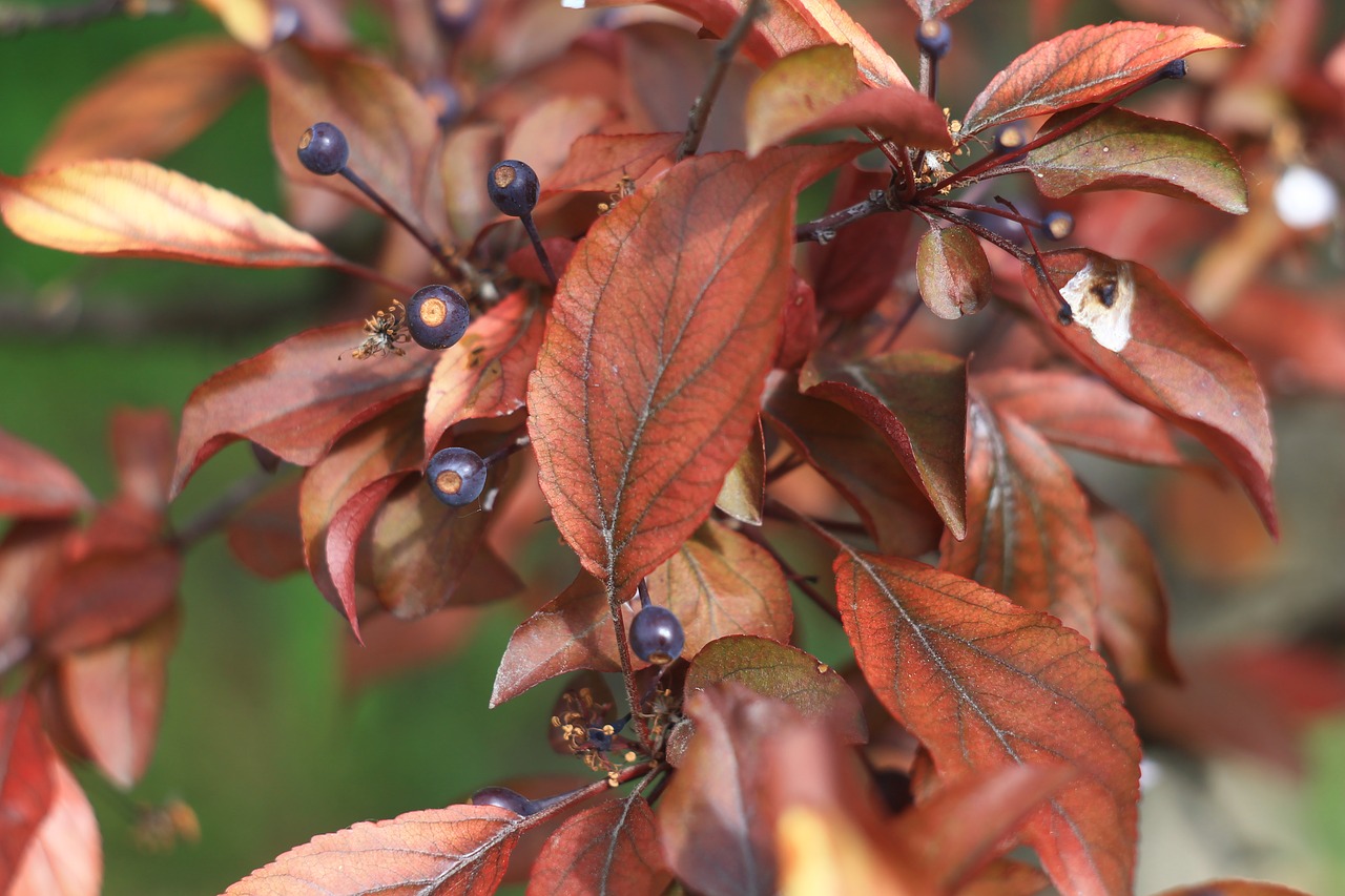 Image - tree color nature berry garden