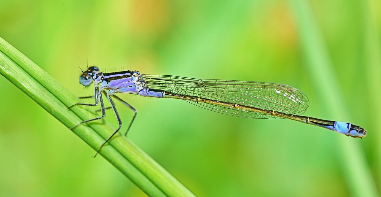 Image - nature insect bichito animals