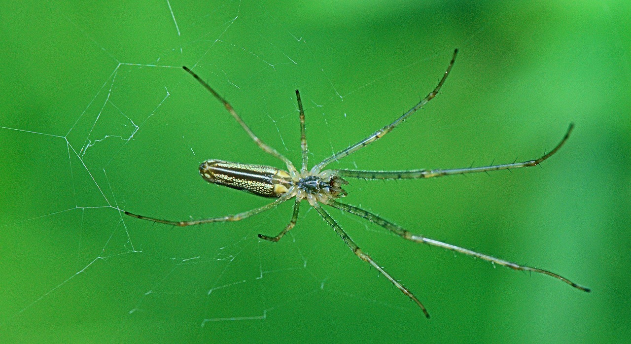 Image - nature insect bichito animals