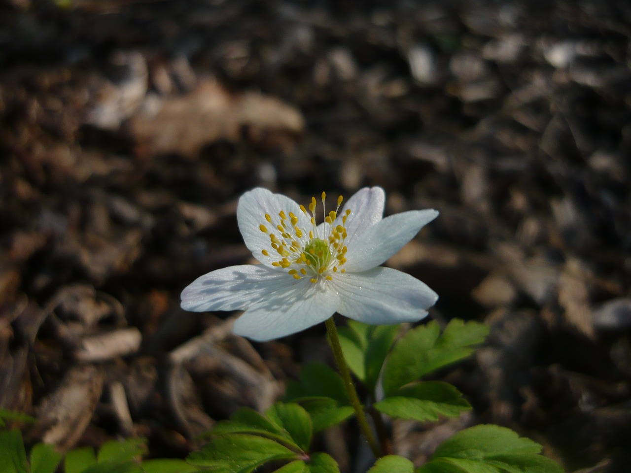 Image - beskydy anemone spring nature