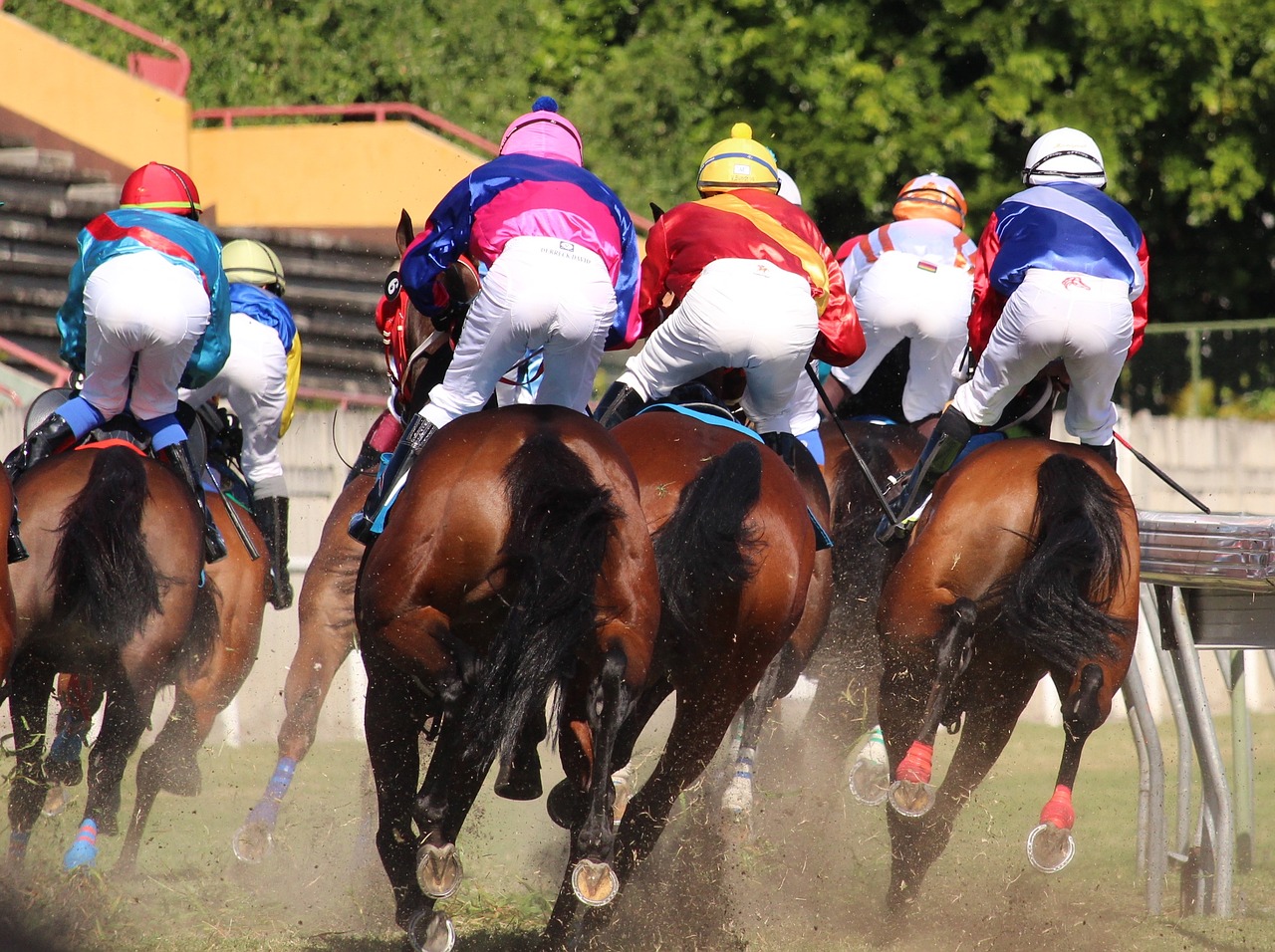 Image - horse racing horse jockey mauritius