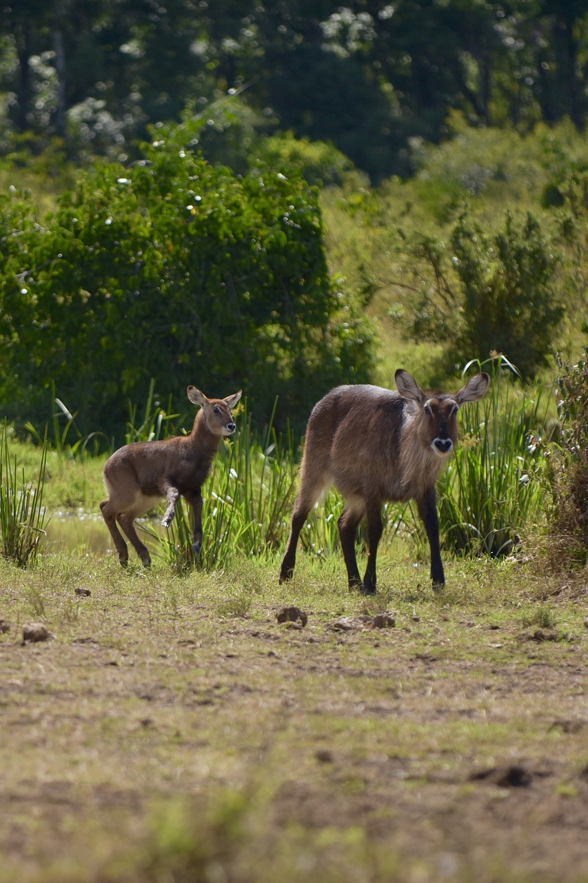 Image - animal nature live africa