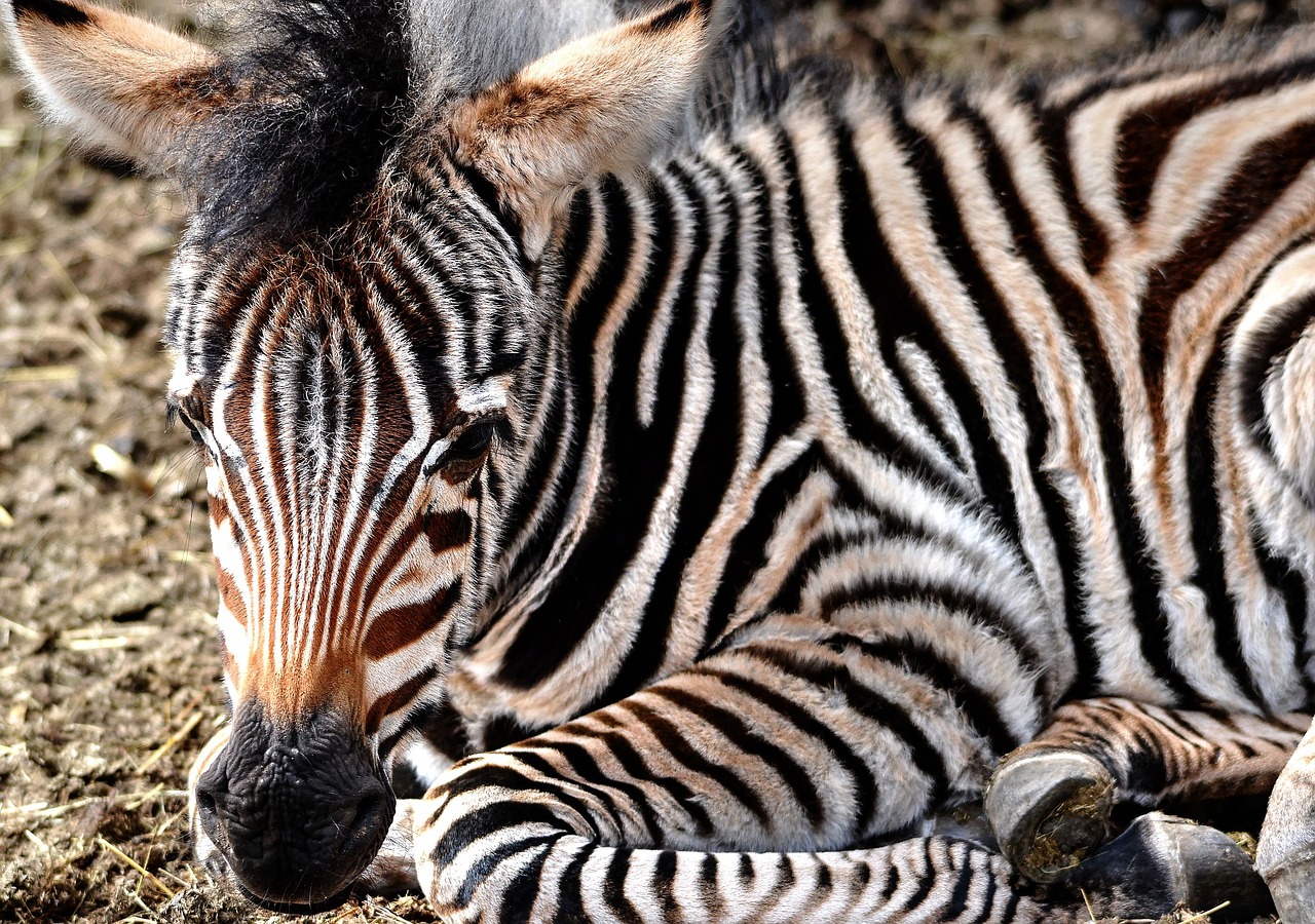 Image - zebra zebra young calf