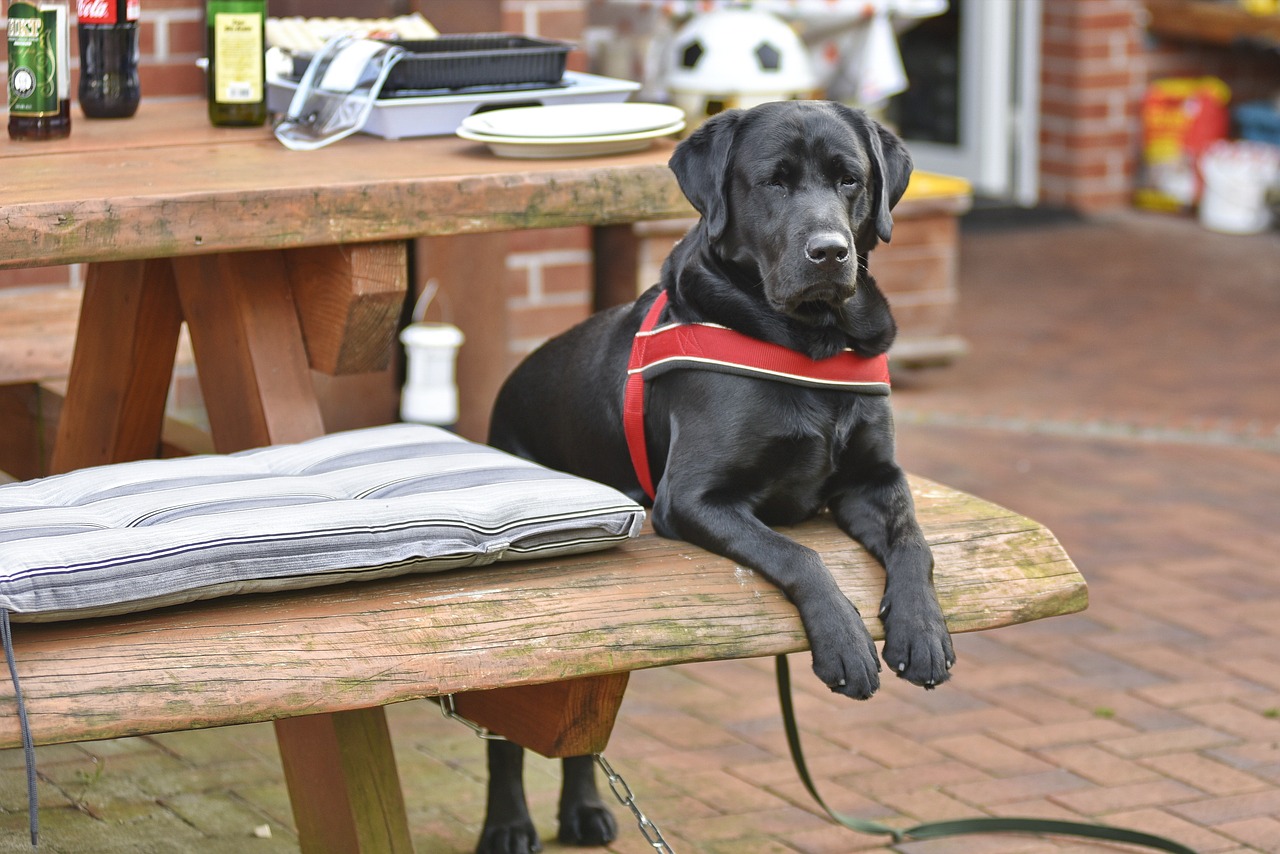 Image - george break dog labrador good