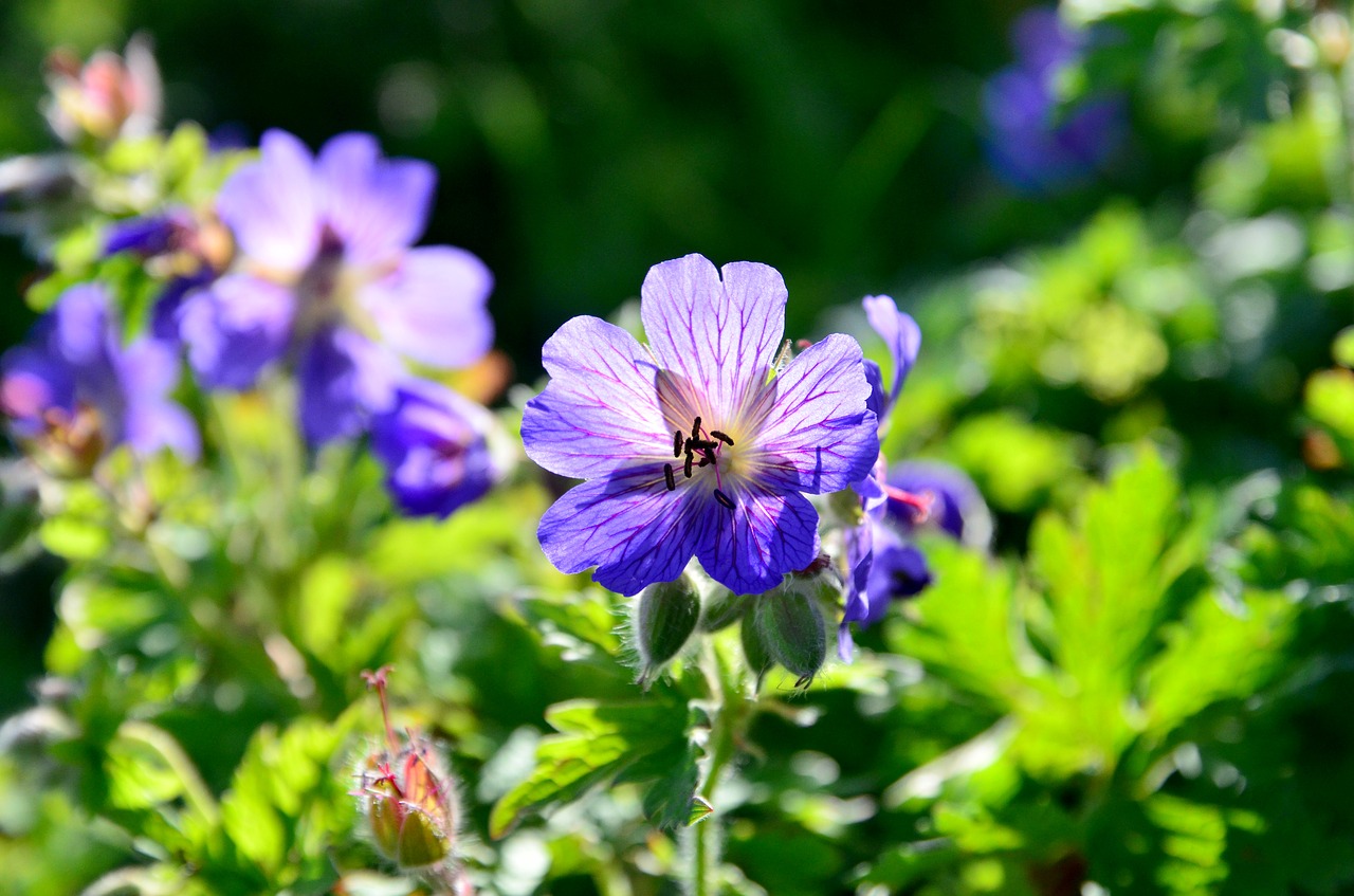 Image - flower nature light reverse light