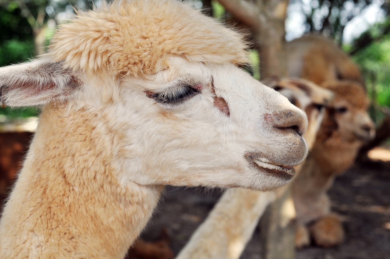 Image - llama pet zoo cuteness