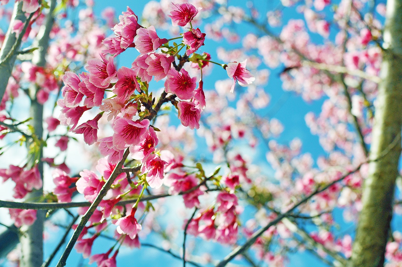 Image - cherry blossoms flower pink hua xie