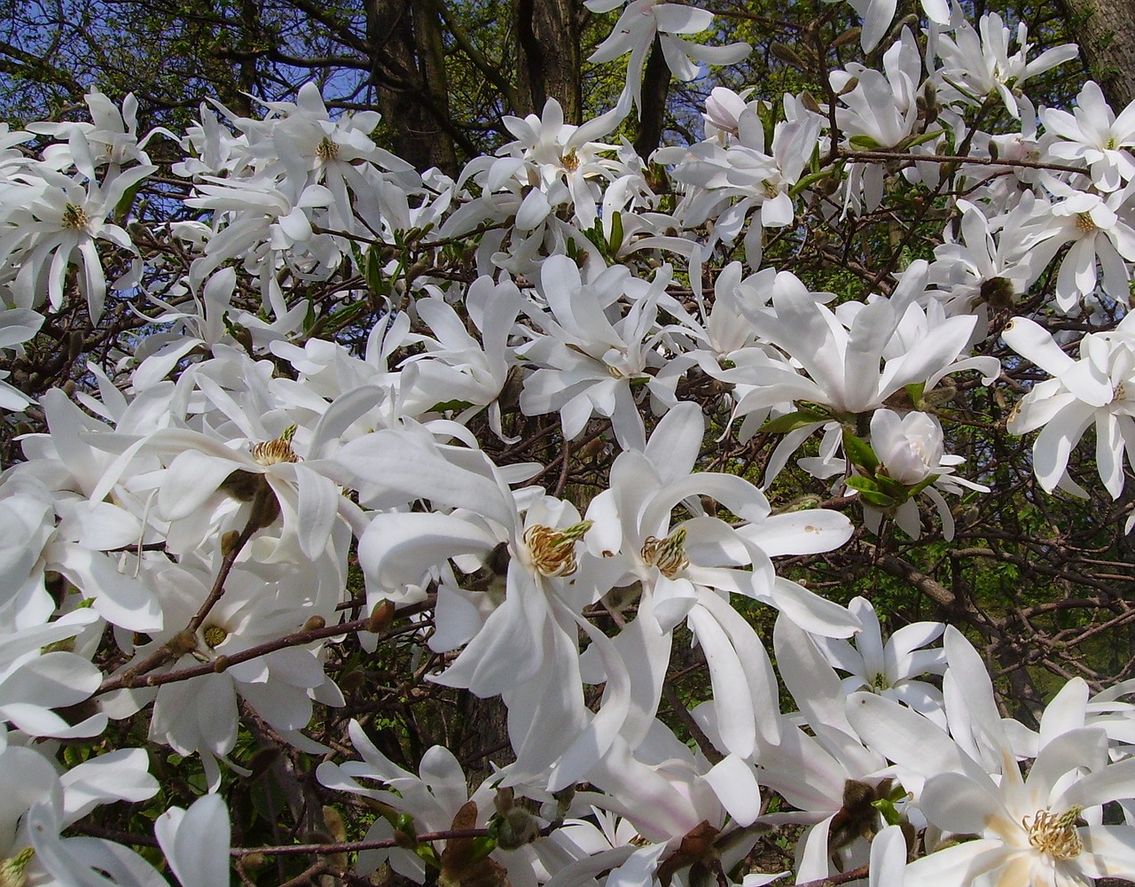 Image - star magnolie magnolia stellata