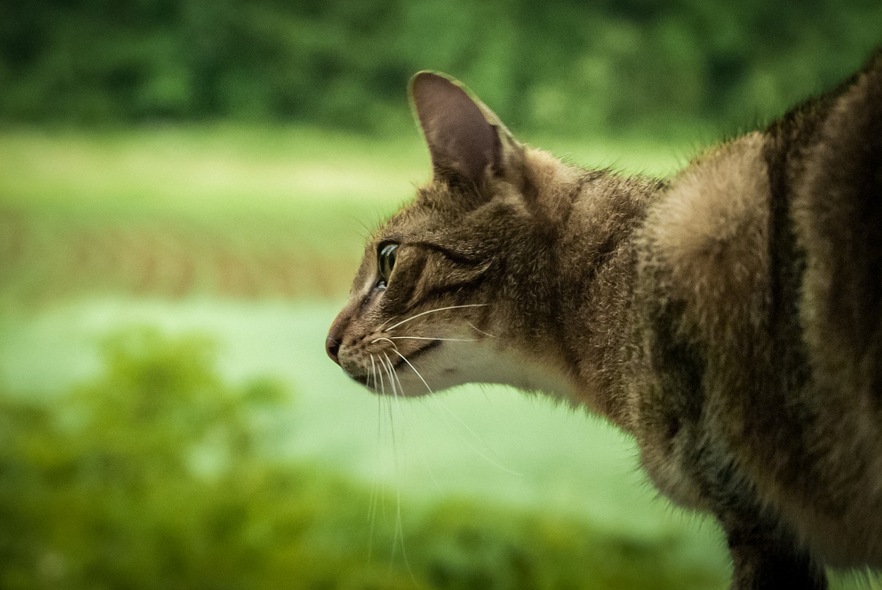 Image - hunter hunting cat mustache