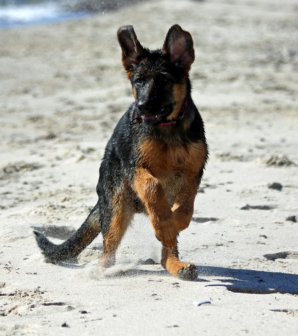 Image - german shepherd dog puppy beach play