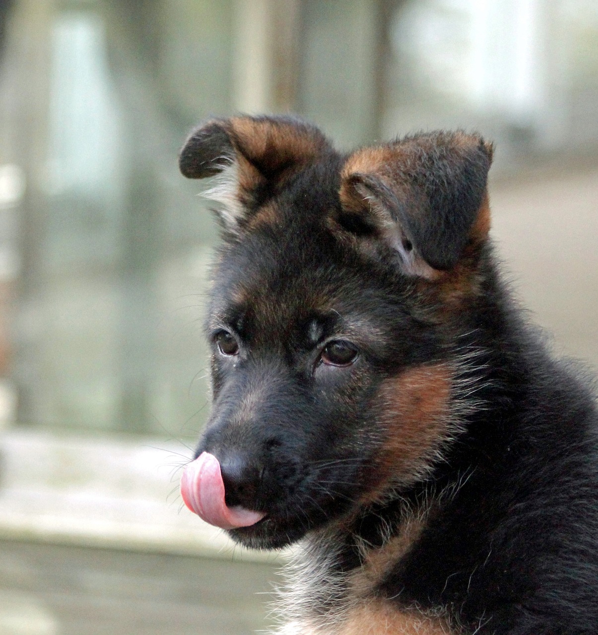 Image - puppy german shepherd dog yummy