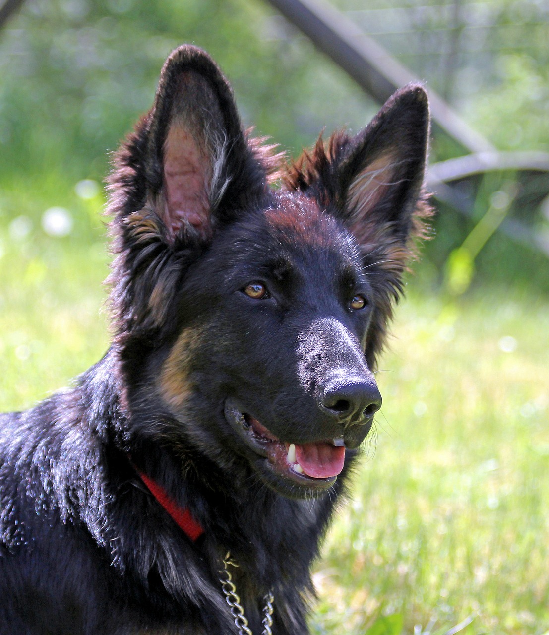 Image - german shepherd dog long haired