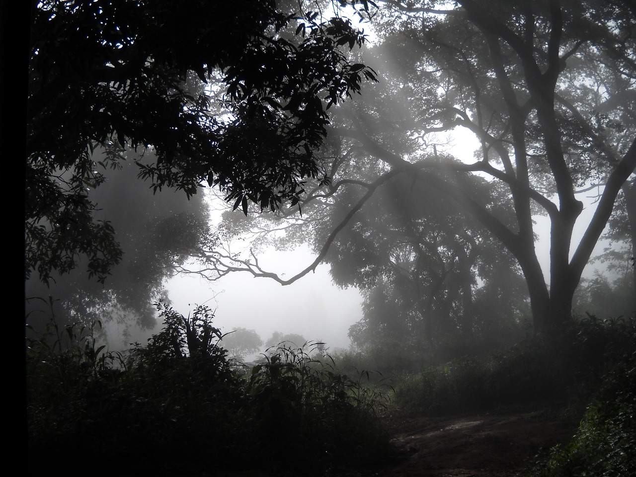 Image - woods fog guinea mist africa