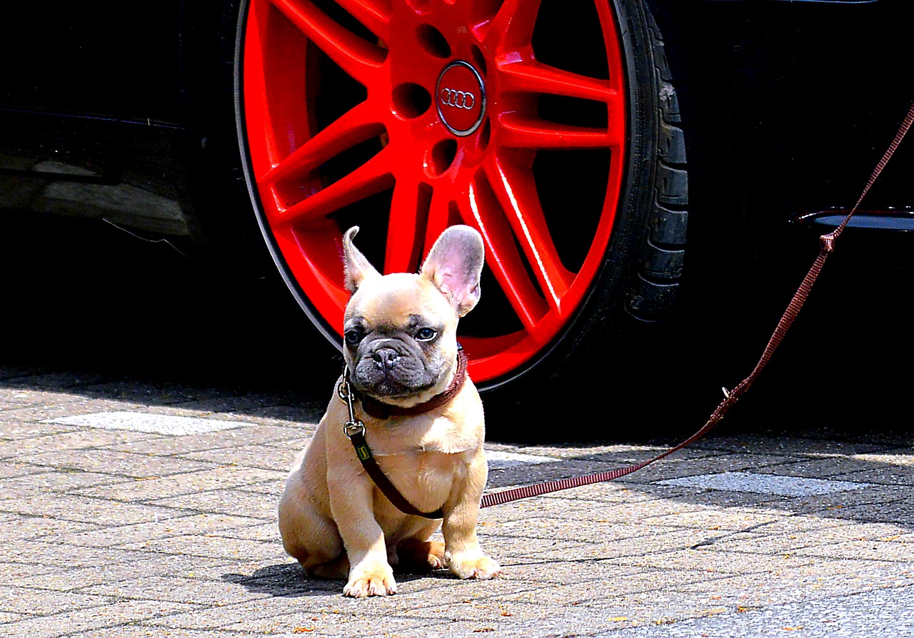 Image - french bulldog bulldog ears cute