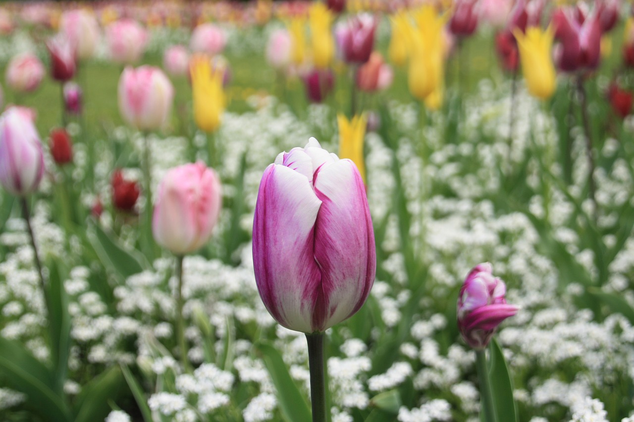 Image - tulip flower spring summer nature