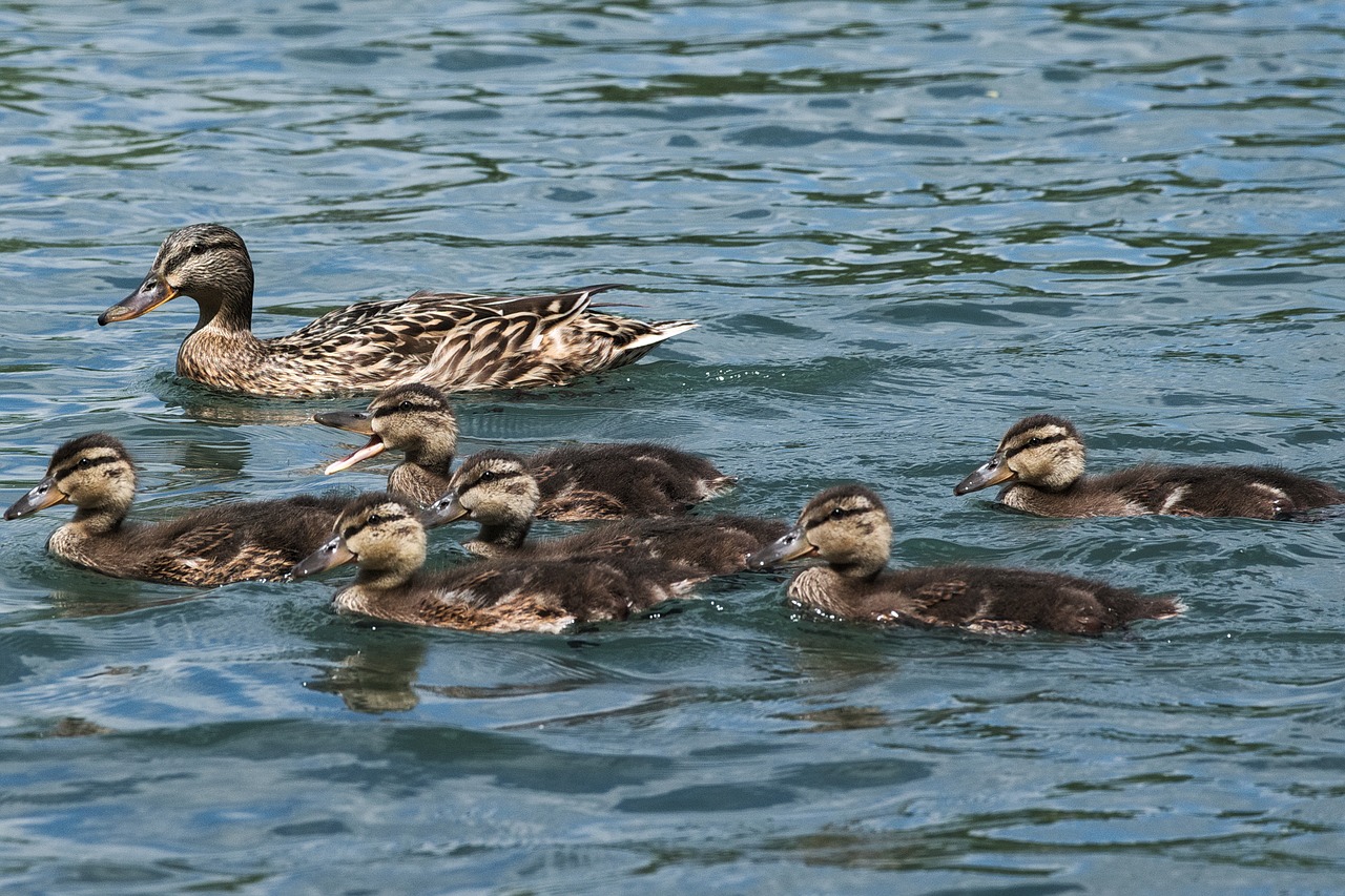 Image - duck young ducky family chicks