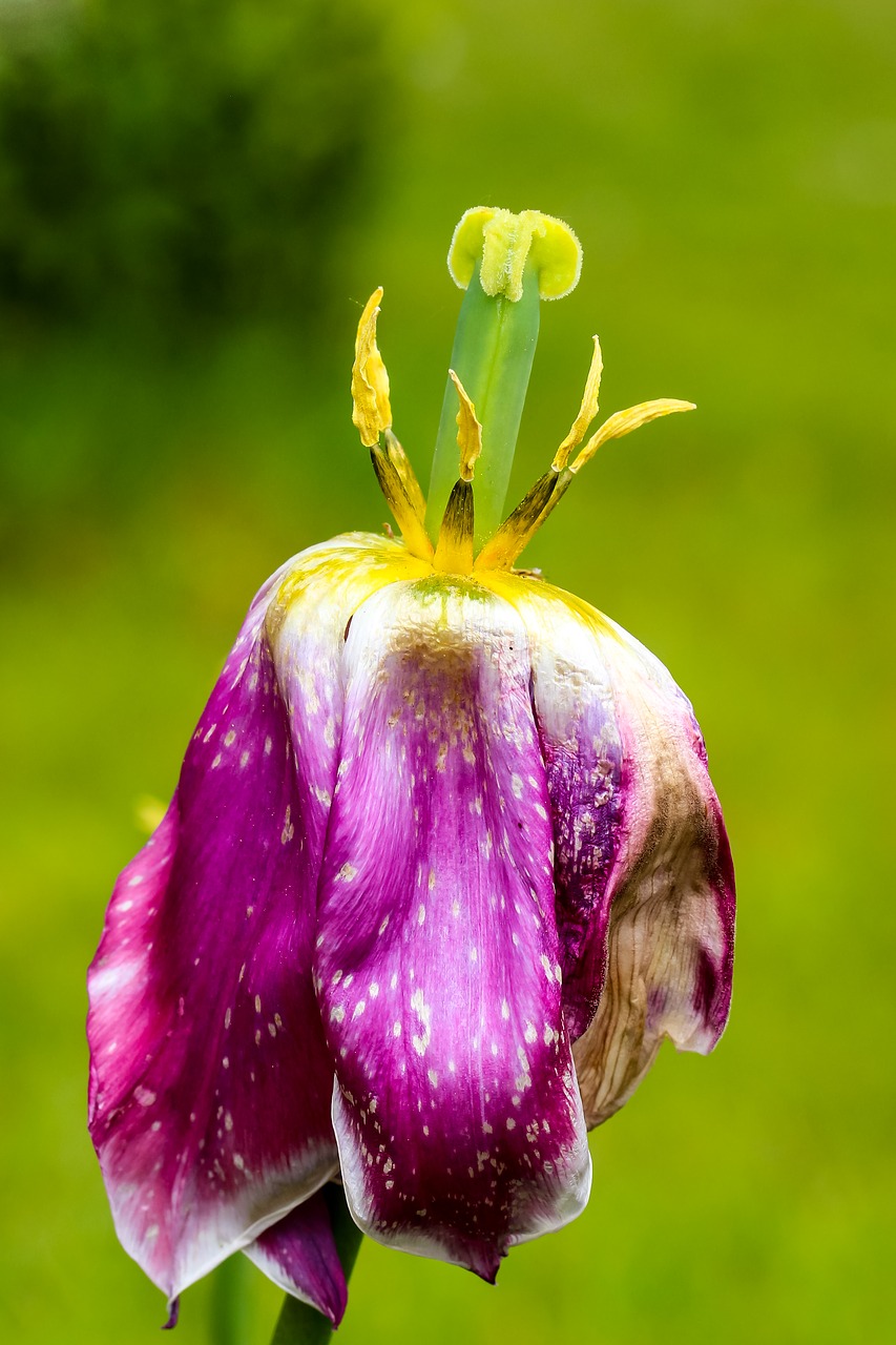 Image - tulip faded close pistil macro