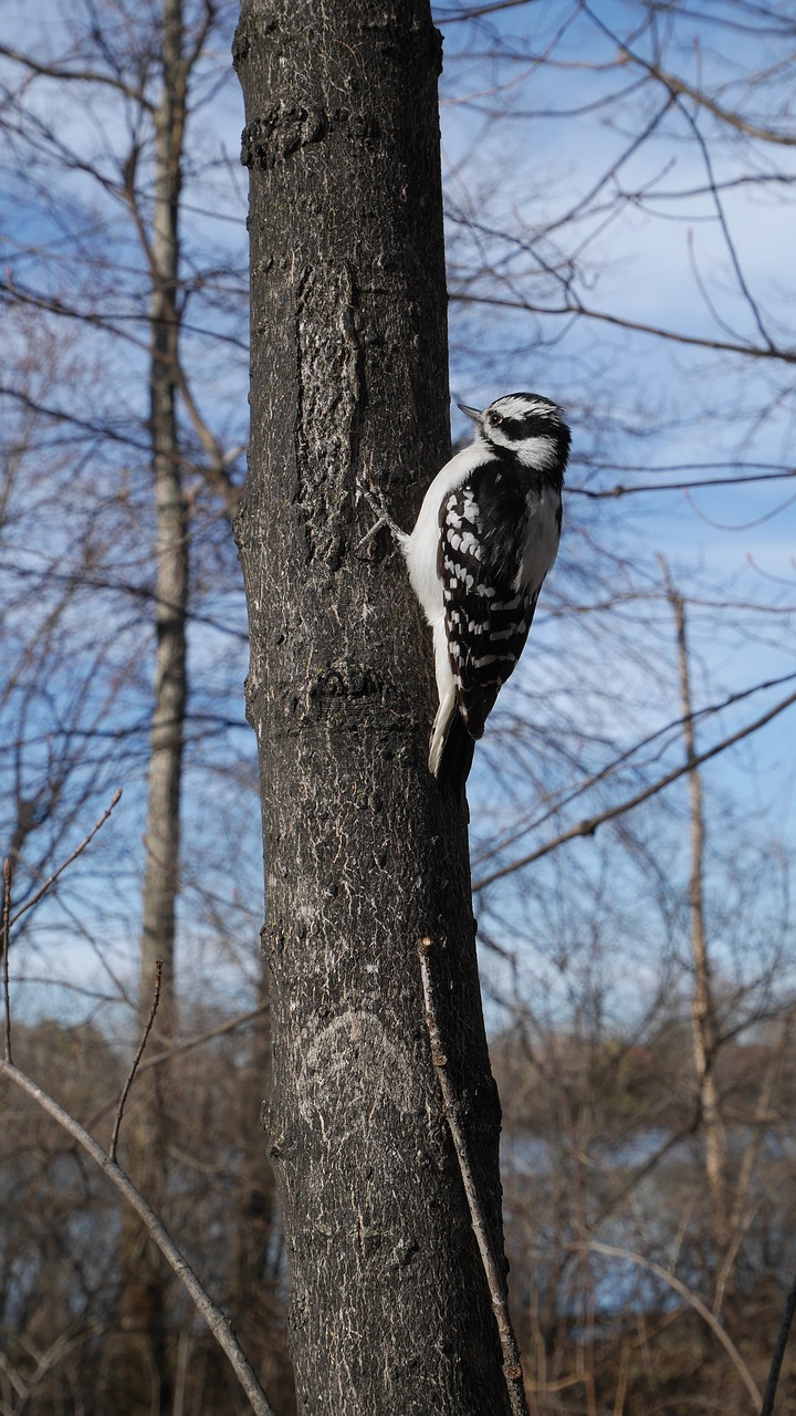 Image - woodpecker bird canada