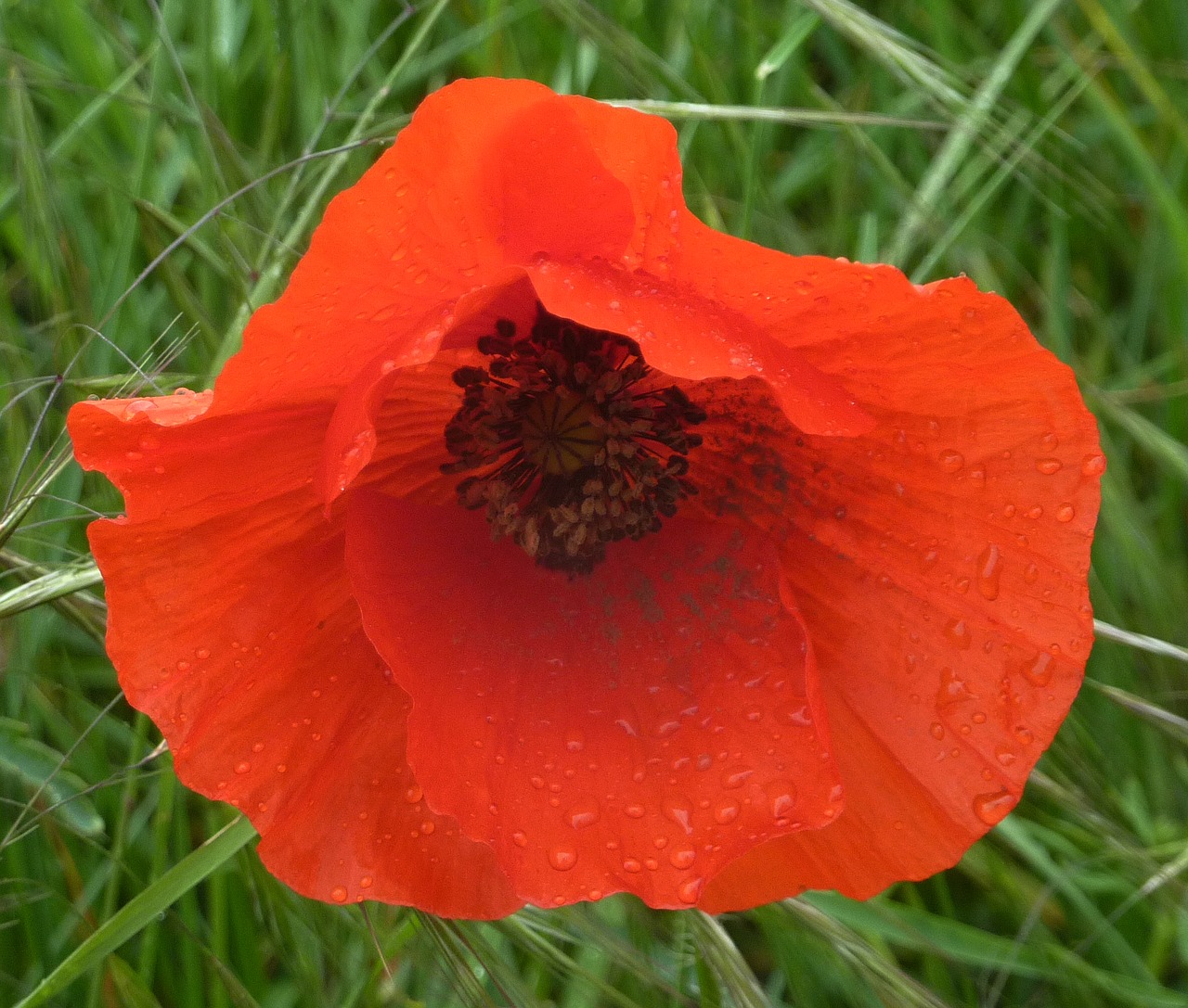 Image - flower poppy flora botany spring