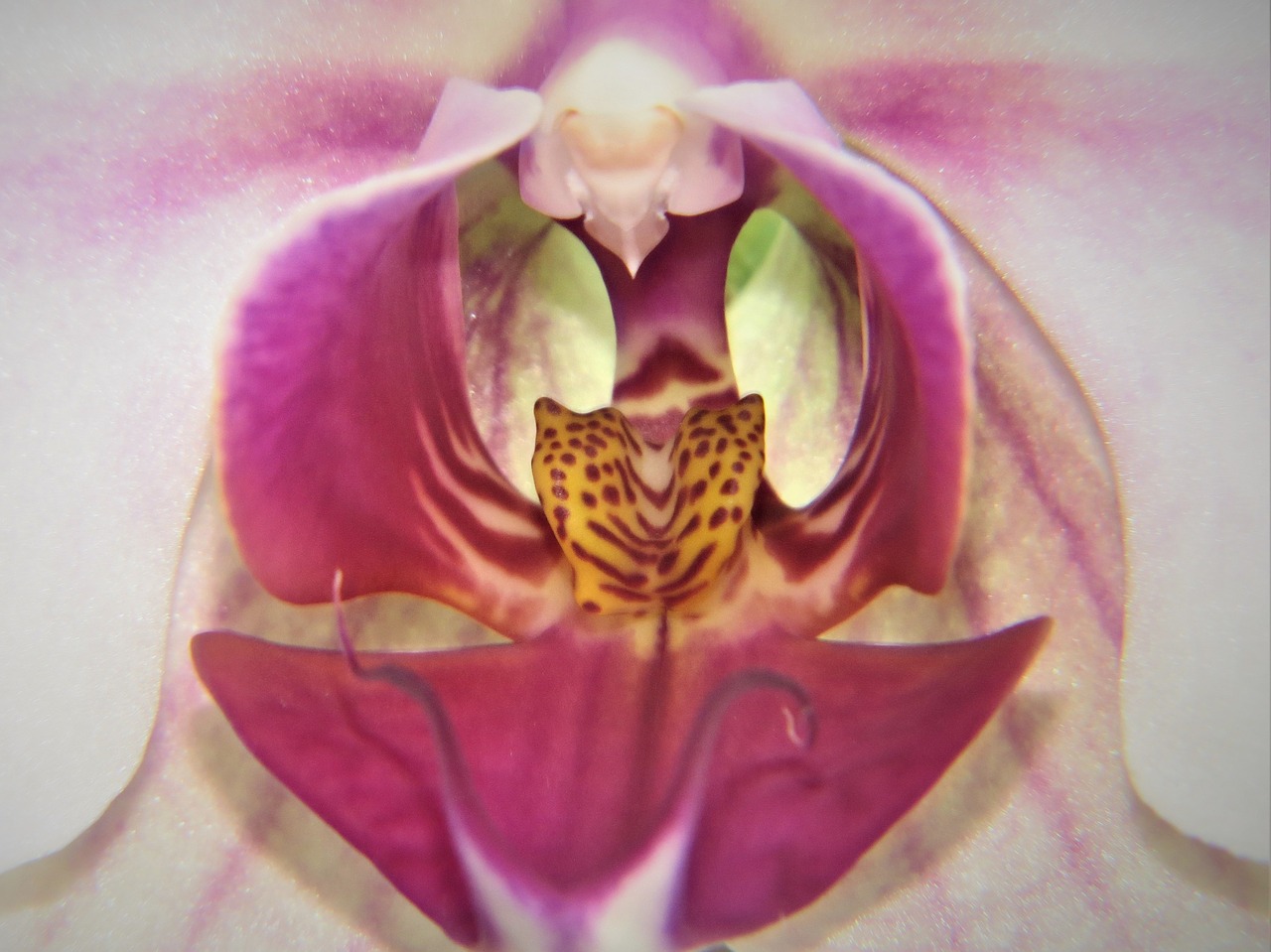 Image - macro orchid bloom pink flower