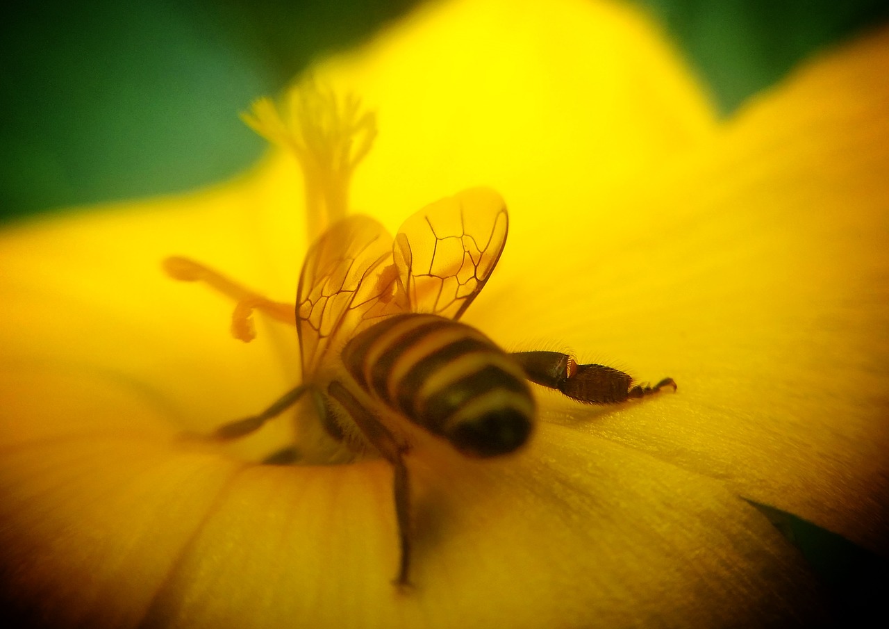 Image - honeybee mobile lens flower