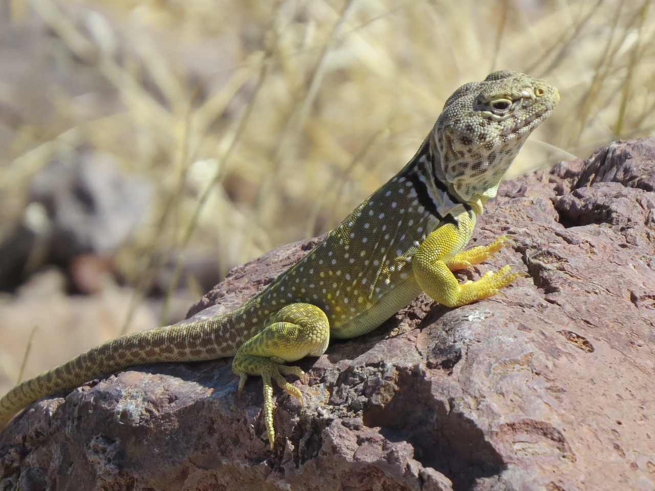 Image - reptile lizard wildlife colorful