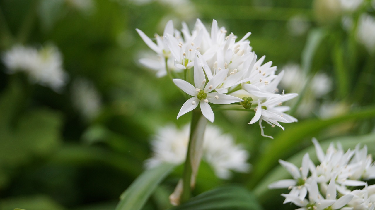 Image - flower bear garlic nature