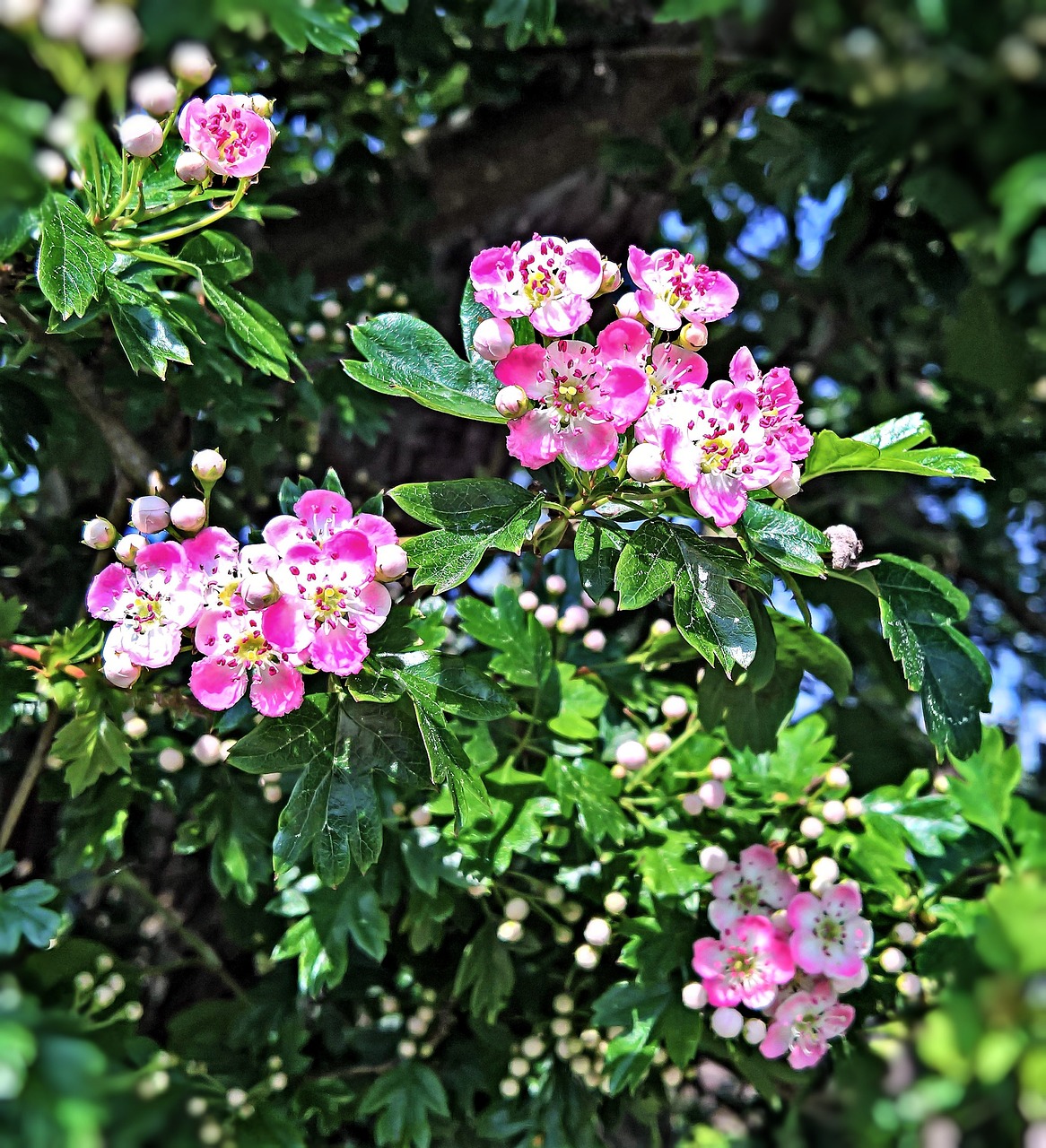 Image - apple blossoms bush zieraepfel pink