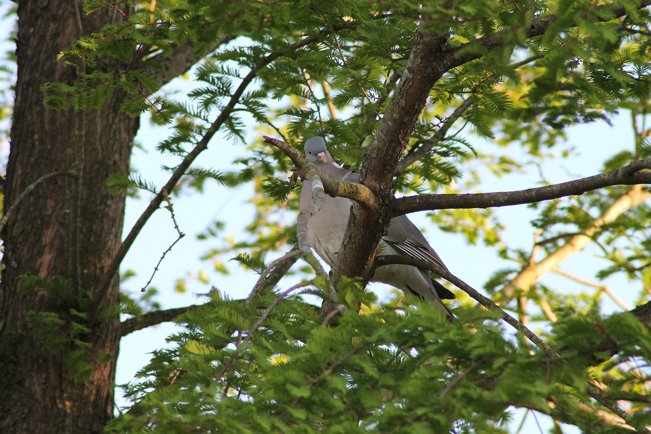 Image - dove wood bird have natural