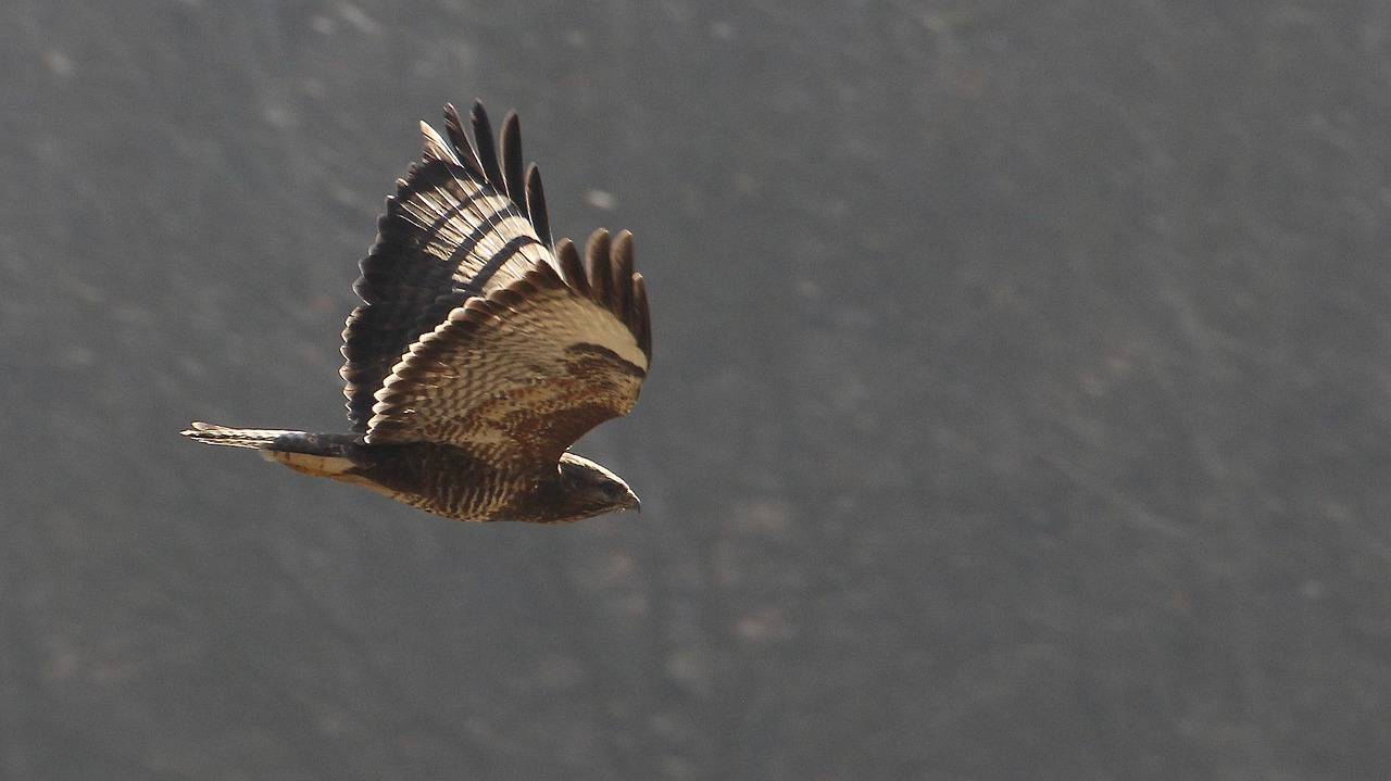 Image - bird raptor bird in flight