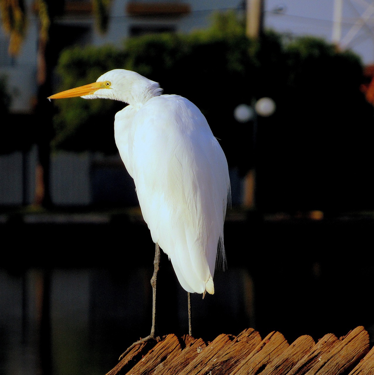 Image - white crane bird nature forests